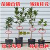 嫁接桂花樹苗 桂花盆栽 地栽苗 日香桂金桂丹桂沉香桂狀元紅