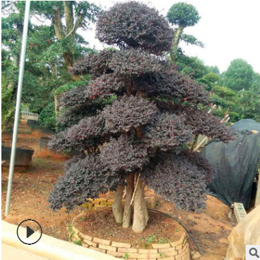 造型紅花繼木 湖南苗圃直銷 精品造型紅花繼木樁批發(fā) 貨源充足