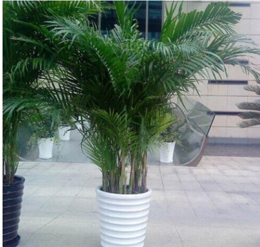 鳳尾竹盆栽 室內外客廳大型綠植盆栽散尾竹觀葉植物基地直銷