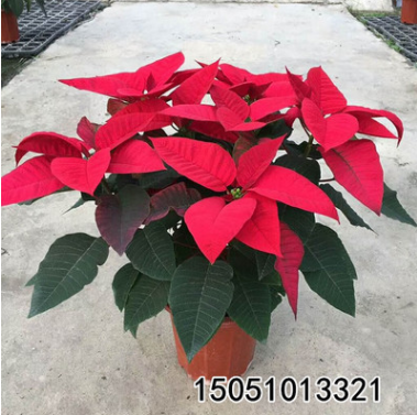 圣誕一品紅盆栽年宵花卉盆景 辦公室內外綠色植物凈化空氣吸甲醛