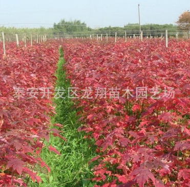 基地直銷美國紅楓樹苗 現(xiàn)挖現(xiàn)賣成活率高規(guī)格齊美國紅楓樹苗