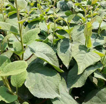 批發(fā)供應規(guī)格全獼猴桃苗 基地直銷嫁接紅心獼猴桃苗 量大從優(yōu)