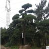 批發(fā)園林造型景松 迎客松 造型奇特 樹形優(yōu)美 平頂松 濕地油松