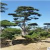 批發(fā)造型油松 山東濕地綠化樹 風景樹造型獨特 樹形美觀 景觀松