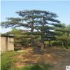 批發(fā)常綠喬木 精品造型日本大阪松 五針松 低價供應 規(guī)格齊全
