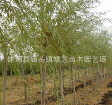 金絲垂柳樹苗批發公園行道市政園林綠化苗木柳樹苗庭蔭風景樹