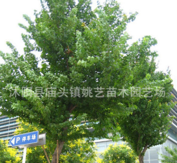 基地直銷工程綠化苗木三角楓小苗 規格齊全 行道風景樹 成活率高