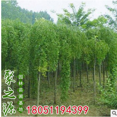 龍爪槐樹批發 綠化工程 盤槐規格全 園林庭院觀賞造型綠化苗木