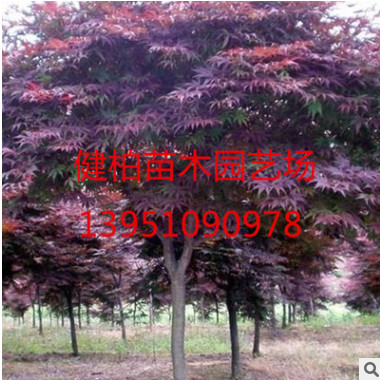 供應(yīng)優(yōu)質(zhì)綠化喬木 元寶楓 元寶楓樹 元寶楓價(jià)格優(yōu)惠