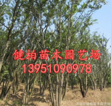 供應(yīng)優(yōu)質(zhì)大樸樹 叢生樸樹 全冠 移栽苗 大量出售叢生樸樹