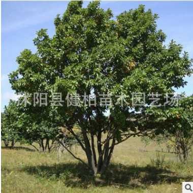 苗圃直銷成活率高蒙古櫟 叢生蒙古櫟 蒙古櫟