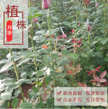 云南花都斗南花卉健康老樁苗 綠化玫瑰大苗根系發(fā)達(dá)老根月季老苗