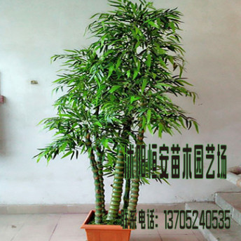 苗圃直銷批發佛肚竹 竹子苗 綠化工程 園林 庭院觀賞 量大從優