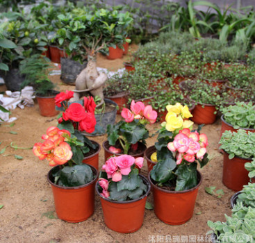 批發(fā)供應(yīng)室內(nèi)綠植盆栽 玫瑰海棠花苗 盆栽凈化空氣 玫瑰海棠苗