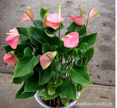 批發辦公室桌面盆栽水培粉掌 凈化空氣 防甲醛 可水培土培粉掌