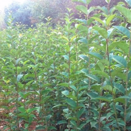 昊潤生態果林 大葉女貞