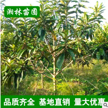 枇杷樹 枇杷樹苗 果大味甜早熟豐產品質好 貨源充足苗木基地直銷