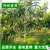 枇杷樹 枇杷樹苗 果大味甜早熟豐產品質好 貨源充足苗木基地直銷