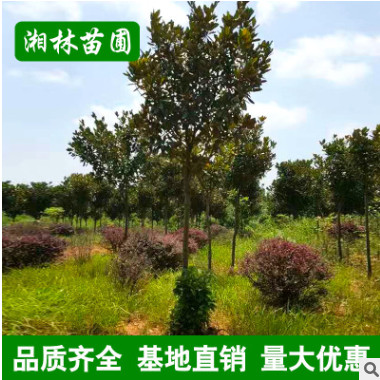 批發廣玉蘭 精品造型庭院植物廣玉蘭樹 庭院花卉 基地直銷