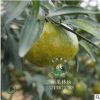 正宗新會(huì)柑大紅柑茶枝柑苗柑橘水果嫁接柑苗木柑樹苗桔子苗果樹苗