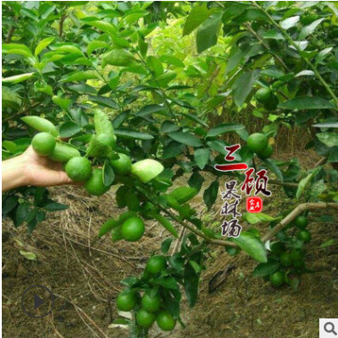 廠家生產(chǎn) 酸檸檬苗 紅肉檸檬苗 檸檬嫁接苗