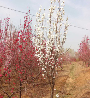基地批發(fā)供應龍柱碧桃 庭院道路工程綠化龍柱碧桃 量大從優(yōu)