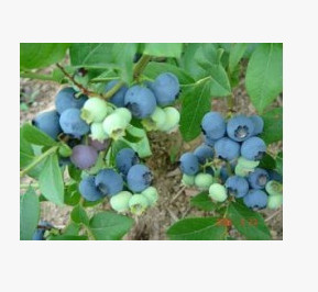 天津供應巴爾德溫藍莓苗