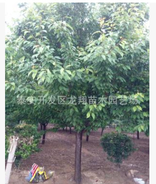 北京15公分櫻花 天津12公分櫻花價格 泰安8公分櫻花成都價格