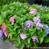 批發八仙繡球花苗 庭院盆栽花卉植物八仙花
