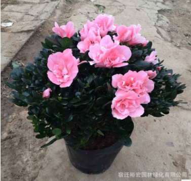 杜鵑花苗 室內(nèi)杜鵑花盆栽花卉 盆栽杜鵑花 盆景