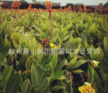 美人蕉 紅花黃花 水生粉花美人蕉 水生植物