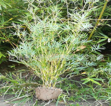 鳳尾竹 慈孝竹 工程苗木綠化 基地直銷 庭院綠化 青竹 紫竹
