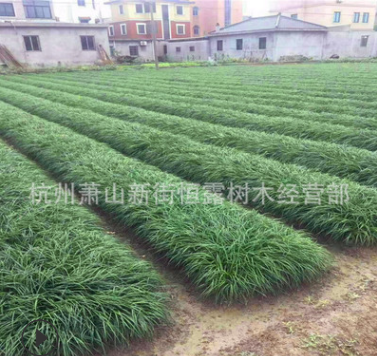 批發(fā)麥冬草 闊葉麥冬草 金邊麥冬草 矮葉麥冬草蘭花三七草玉龍草