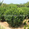 冬青球批發行道護坡綠化花木 行道綠籬龜甲冬青球