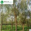 【柳樹】供應基地常綠喬木園藝樹行道樹風景樹防護樹景觀植物