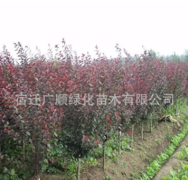 批發美人梅樹苗綠化苗木庭院觀賞花卉成活率高量大從優