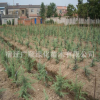 批發(fā)雪松樹苗綠化苗木園林觀賞風(fēng)景樹量大從優(yōu)雪松苗