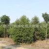 批發白皮松苗工程綠化苗木行道種植量大從優