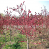 批發紅葉碧桃苗綠化苗木造型風景樹量大從優紅葉碧桃