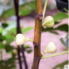 無花果果樹苗盆栽無花果苗 原土發貨【美味華麗】