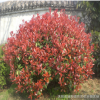 紅葉石楠小苗 紅葉石楠球 紅葉石楠樹 羅賓斯 火焰 大小規格齊全