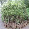 批發法國冬青樹 珊瑚樹苗 法國冬青苗 法青苗庭院綠籬苗四季常青