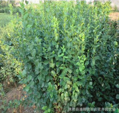 基地批發園林綠化苗木30-100CM高衛矛 耐寒耐旱 衛矛苗四季常青