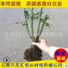 云南昆明供應 玫瑰花種苗 玫瑰花老樁1-2年苗大苗 觀賞玫瑰花苗