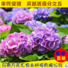 云南基地直銷 繡球花種苗 園林庭院花壇盆栽觀賞繡球八仙花小苗