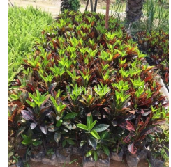 福建漳州變葉木