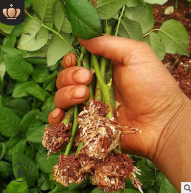 云南玫瑰苗批發(fā) 四季大桃紅月季小苗