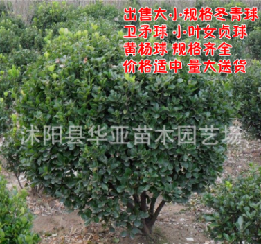 基地大量批發大葉黃楊球 冬青球 小葉黃楊 綠籬四季常青綠化苗木