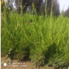批發龍柏苗多品種綠化苗批量供售 四季常綠工程護坡綠籬龍柏苗