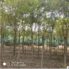 供應園林綠化黃金槐 直銷供應